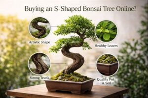 s-shaped bonsai tree2